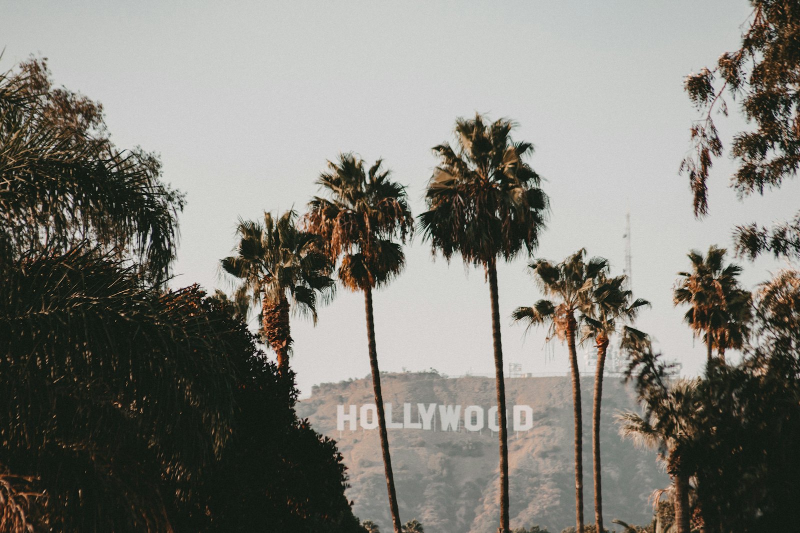 Palmen in Los Angeles, im Hintergrund das Hollywood Sign